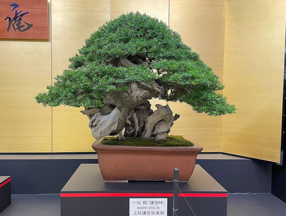 盆栽