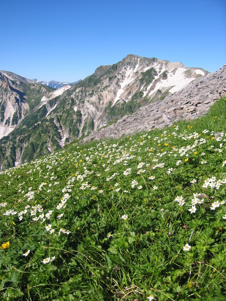 山野草・植物観察