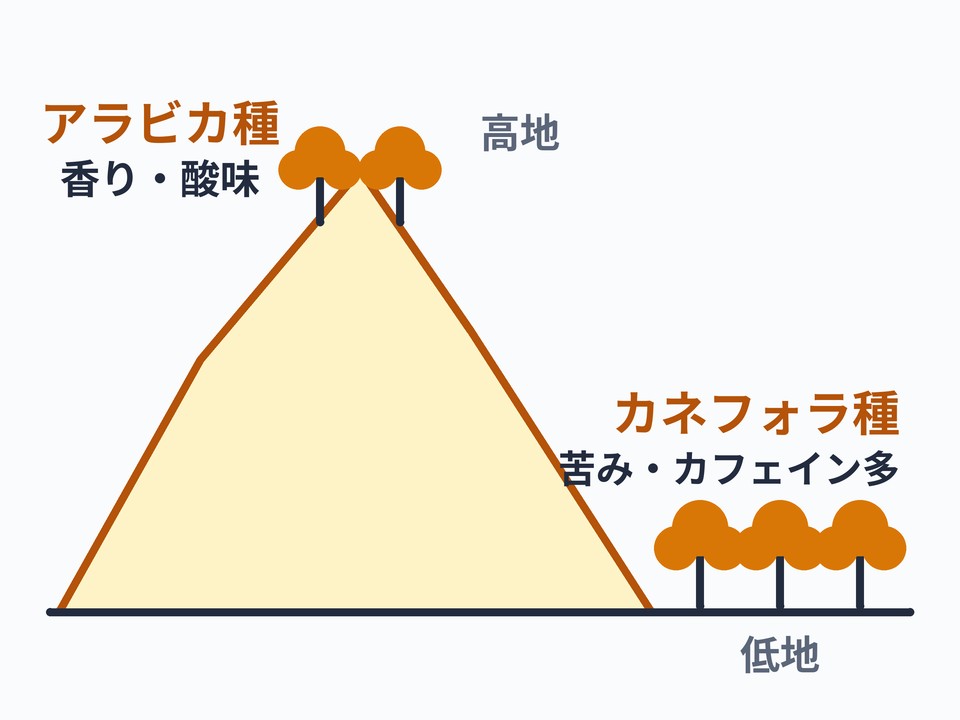 アラビカ種とカネフォラ種