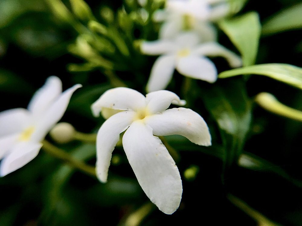 花のような香り（フローラル）