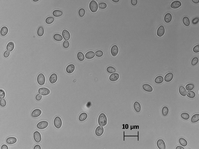 耐塩性酵母（ジゴサッカロミセス）
