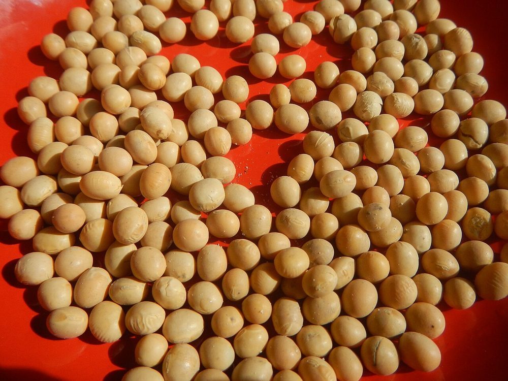 大豆