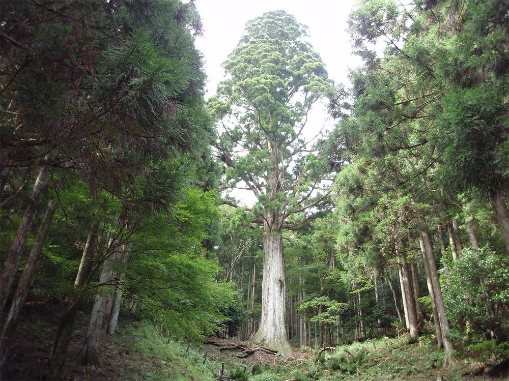 スギ