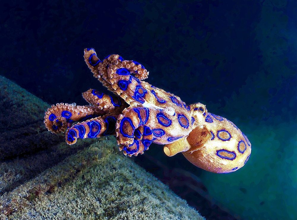 ヒョウモンダコ