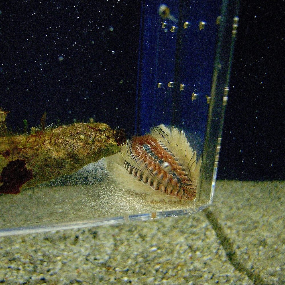 ウミケムシ