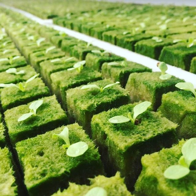 定植スポンジ