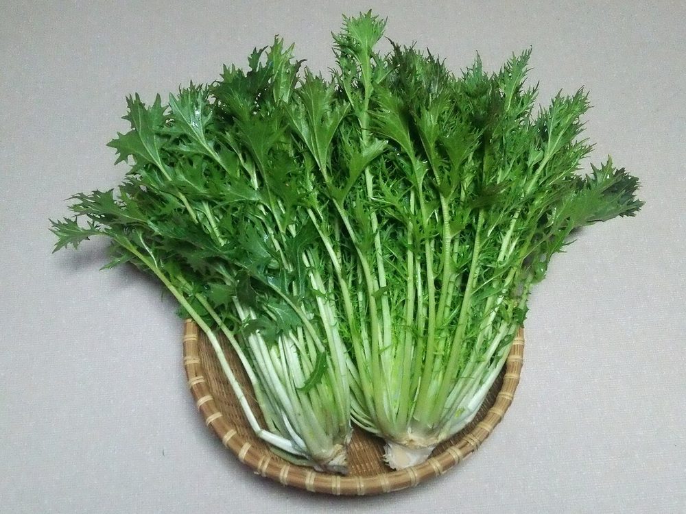水菜
