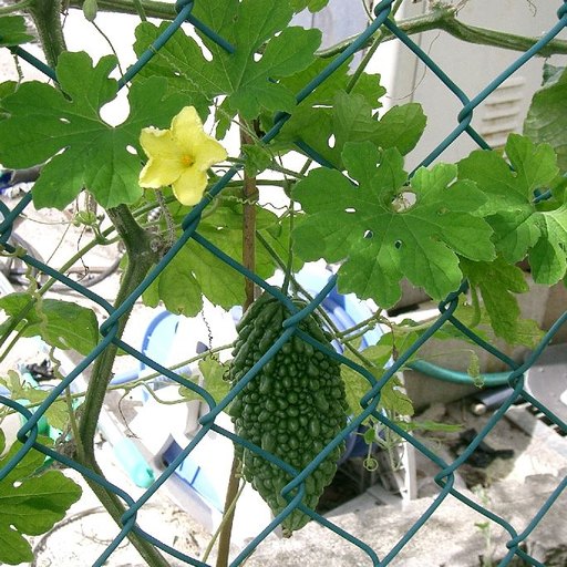 にがうり