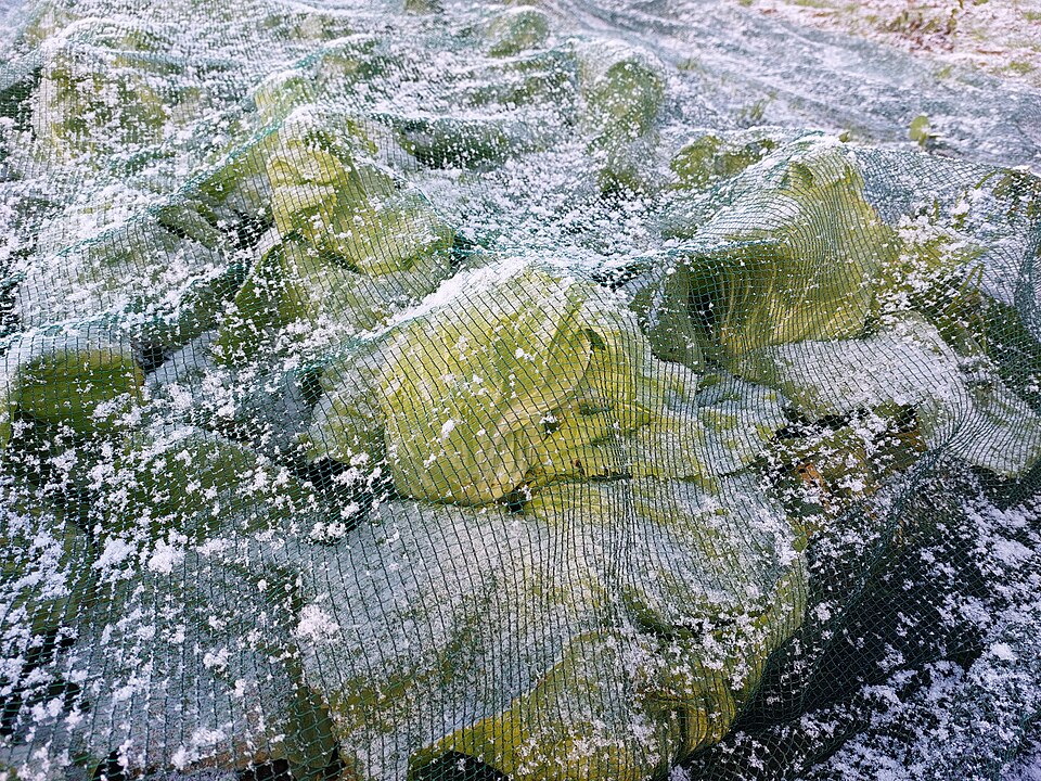 防虫ネット