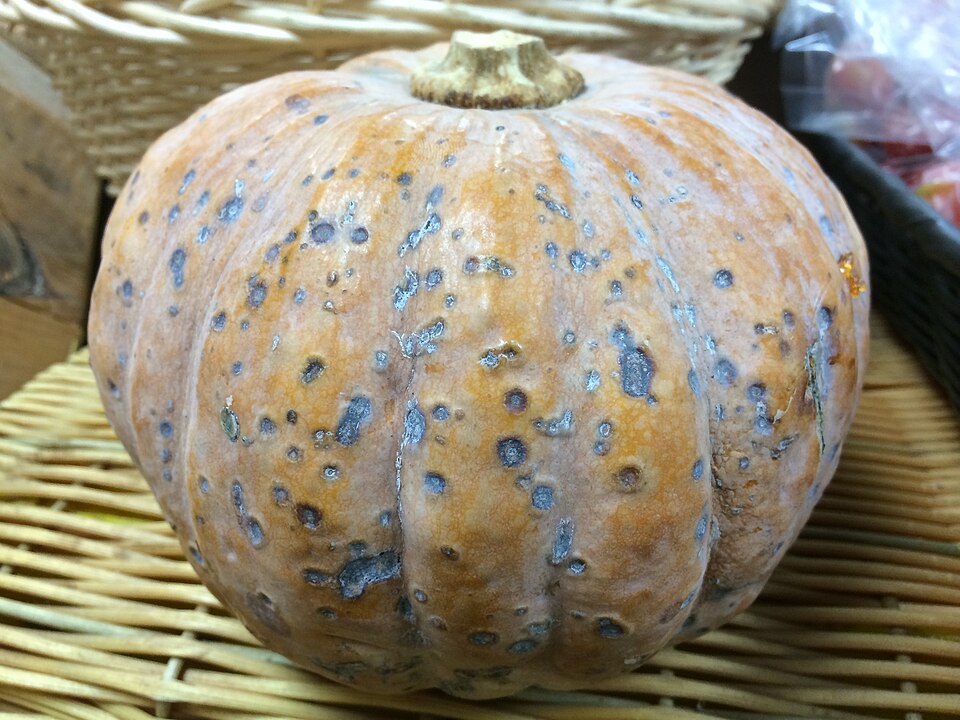 炭疽病